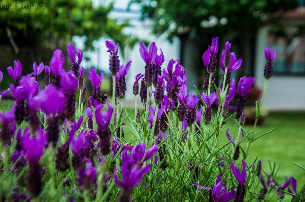 Casa Da Noquinhas Villa Bunheiro Eksteriør billede